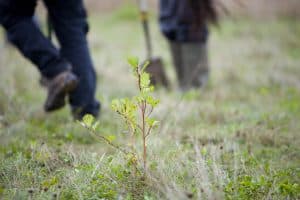 PPGTree2015 3250 Premier’s Carbon Capture initiative funds planting of half a million trees in UK by Woodland Trust